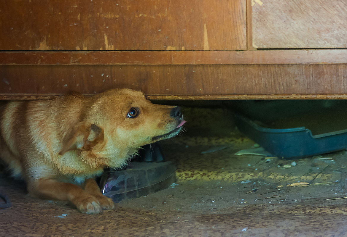 Страх - Александр Коликов