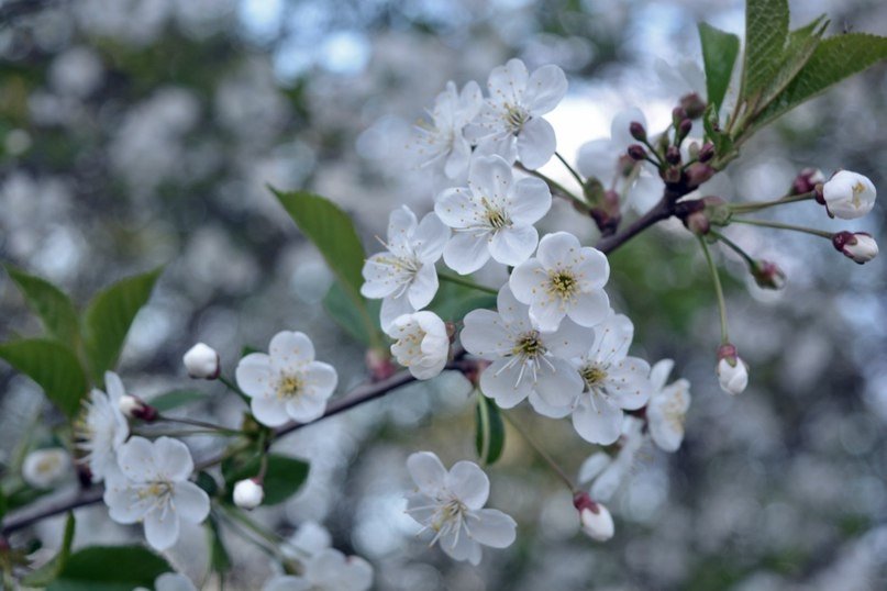 234 - Nastasia Nikitina