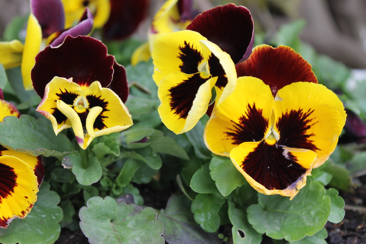 --- - Наталья Сытник