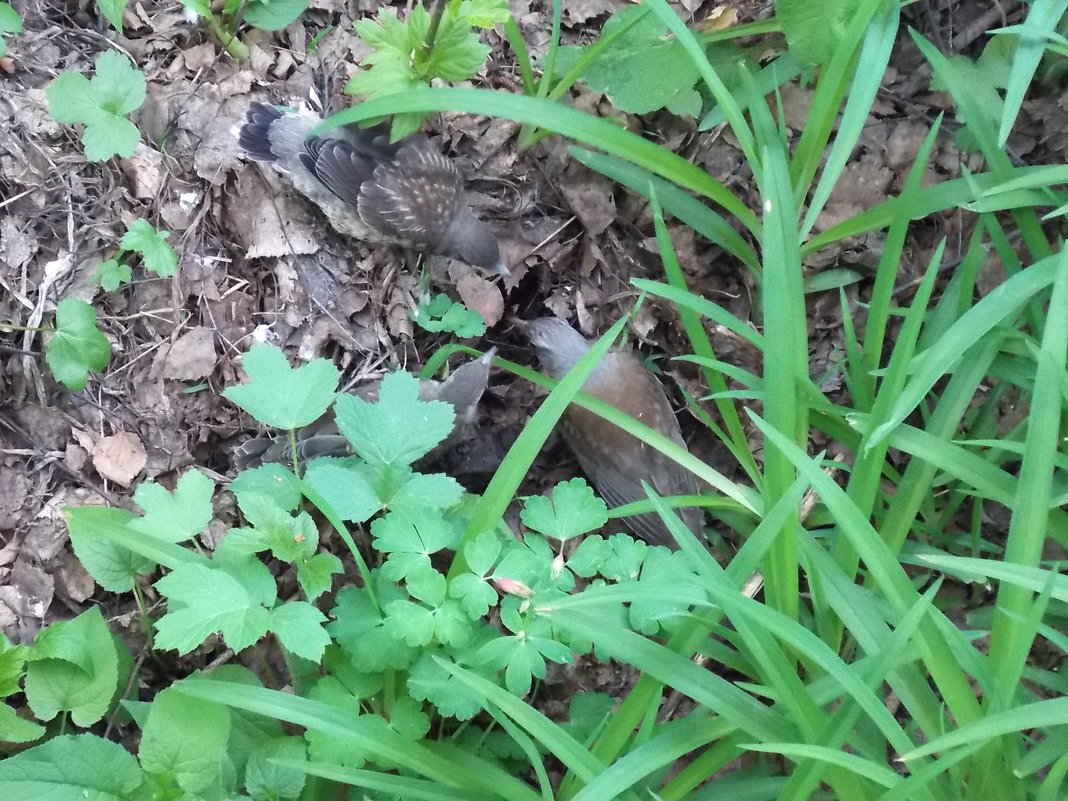 Давайте посмотрим! Где же червячок? - Domna Kuznechic