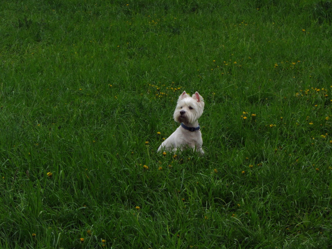 Вам всё еще не нравятся блондинки? Тогда я иду к вам. - Андрей Лукьянов Вам всё еще не нравятся блондинки? Тогда я иду к вам. - Андрей Лукьянов