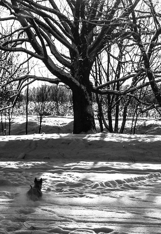 Winter memories - Света Гончарова