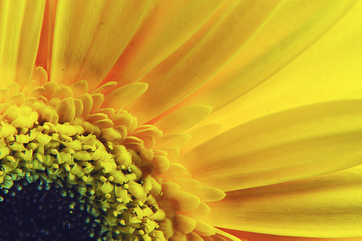 * - Алиса Терновая * - Алиса Терновая