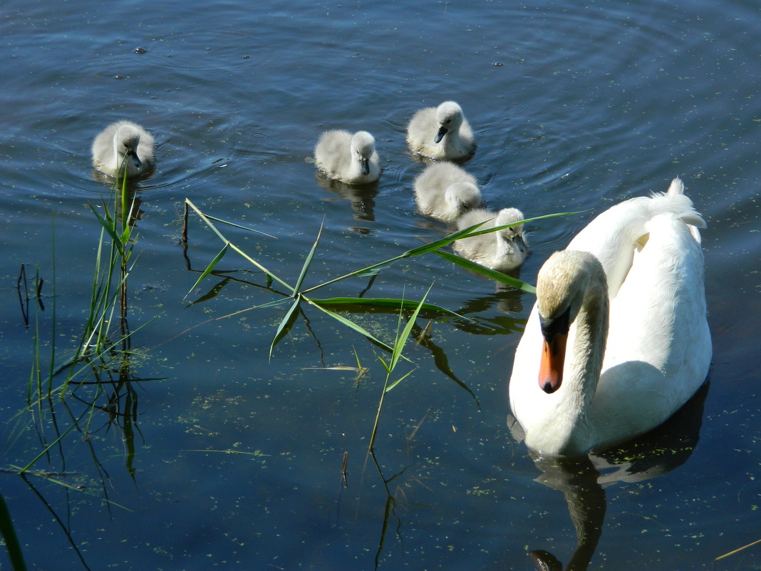 Гуси-лебеди - Lina Liber