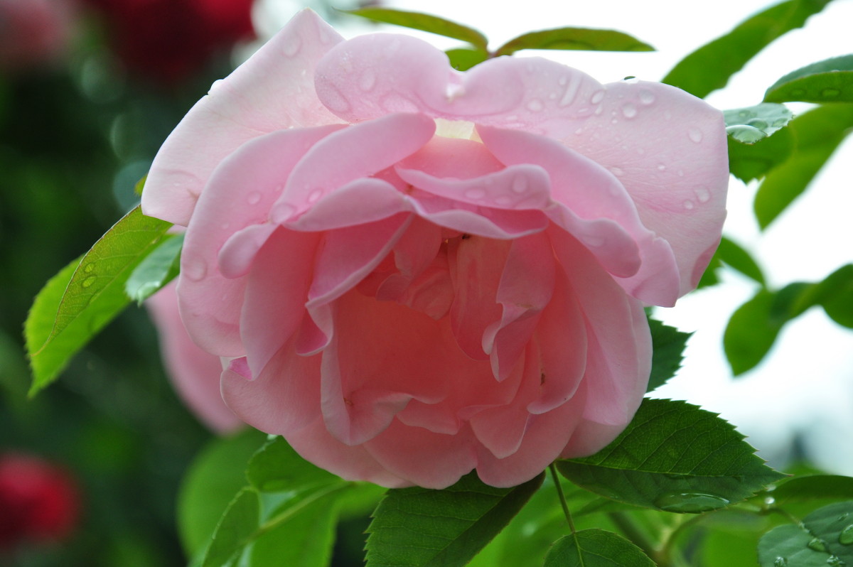 ### - dizelma Бак ### - dizelma Бак