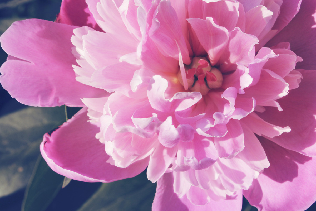 Пион 2 - Nosferatu V.