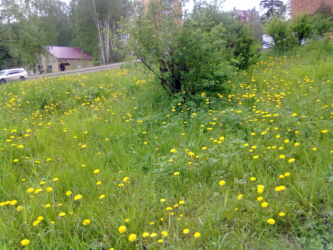 одуванчики в городе.. - николай баулин