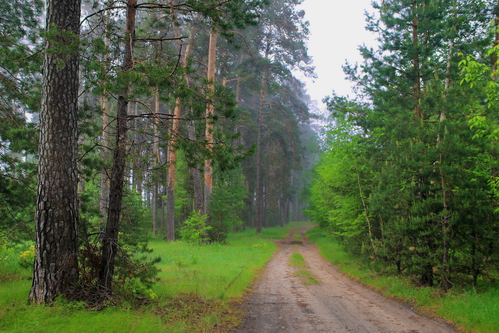 Росной дымкой утренний туман... - Лесо-Вед (Баранов)