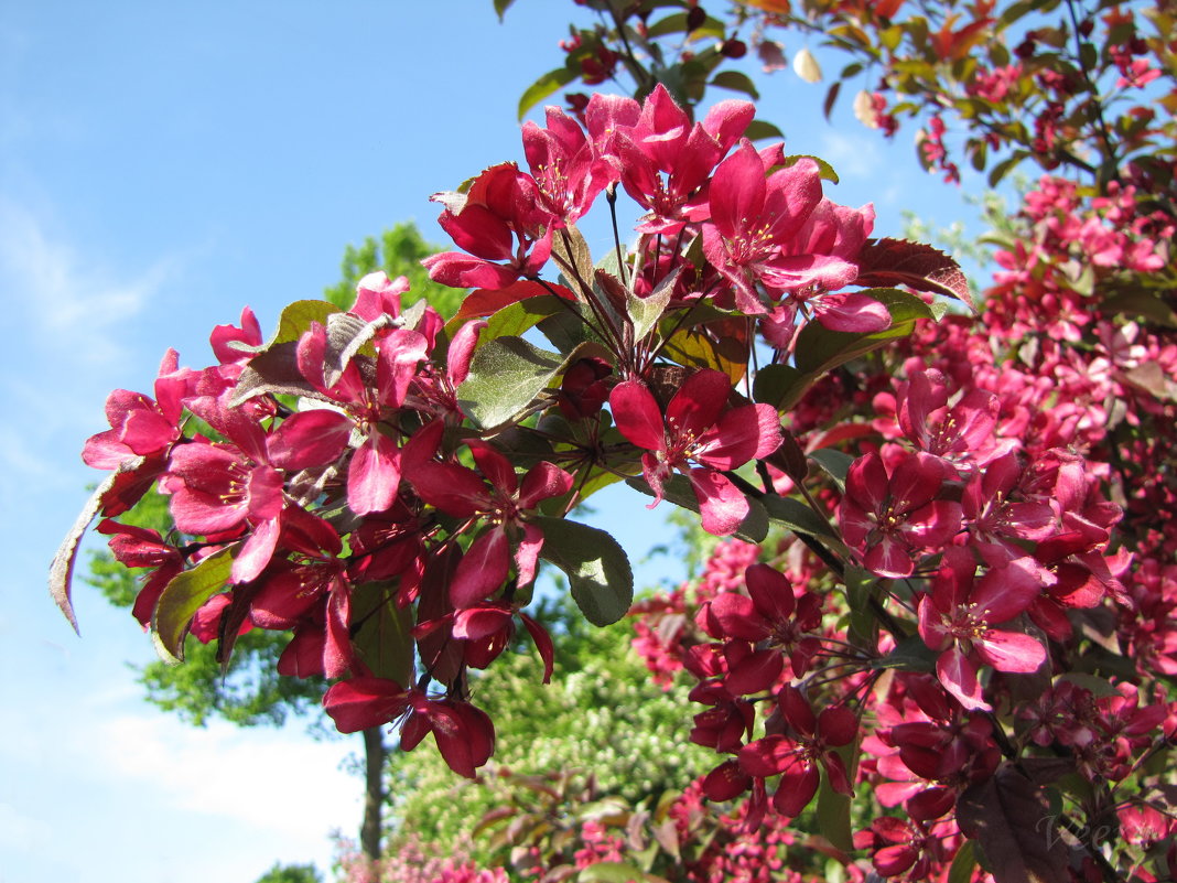 Яблоня - Veera V Яблоня - Veera V