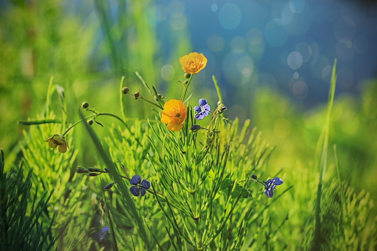 У реки. - ALISA LISA