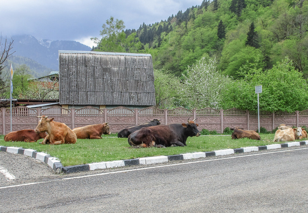 *** - Юлия Бабитко