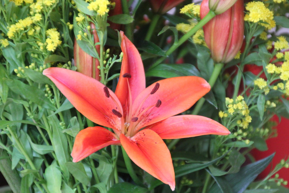 568 - Olga 568 - Olga