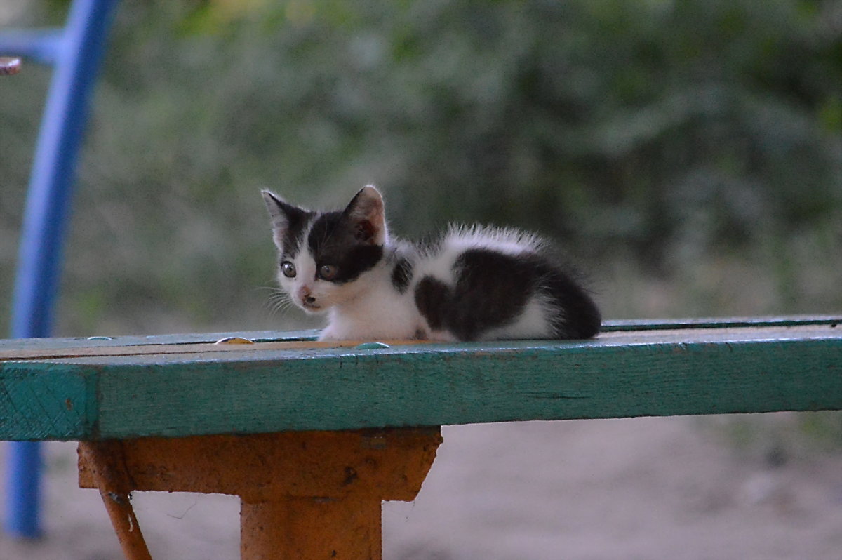 Котенок - Валерий Лазарев