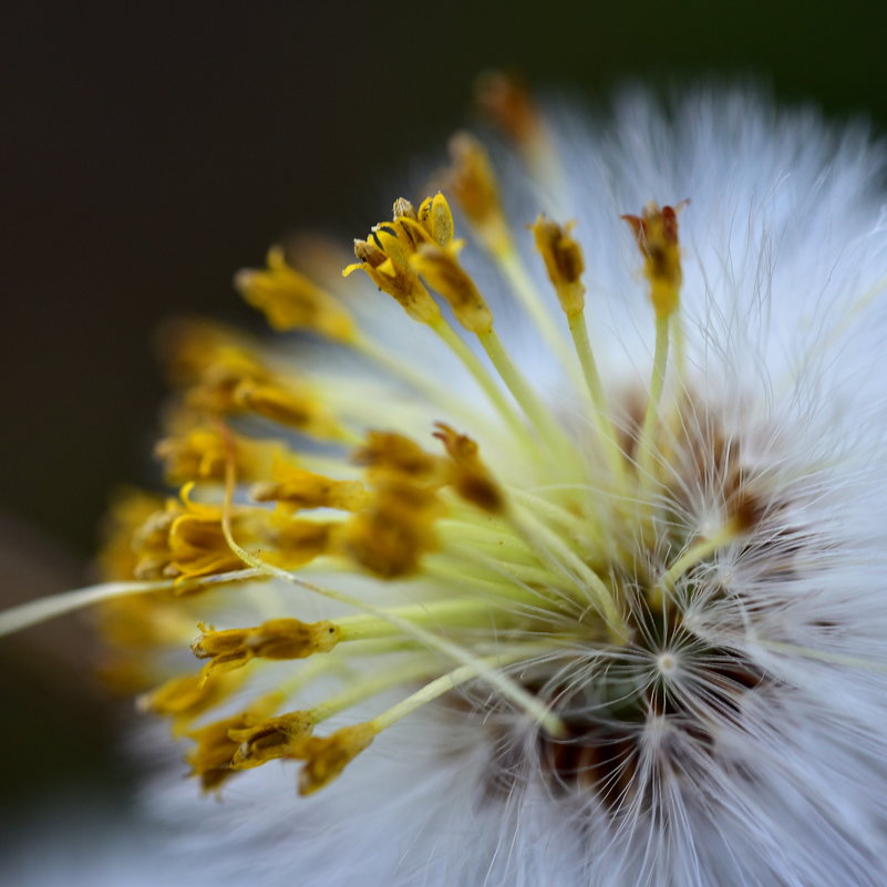 *** - Николай Емелин