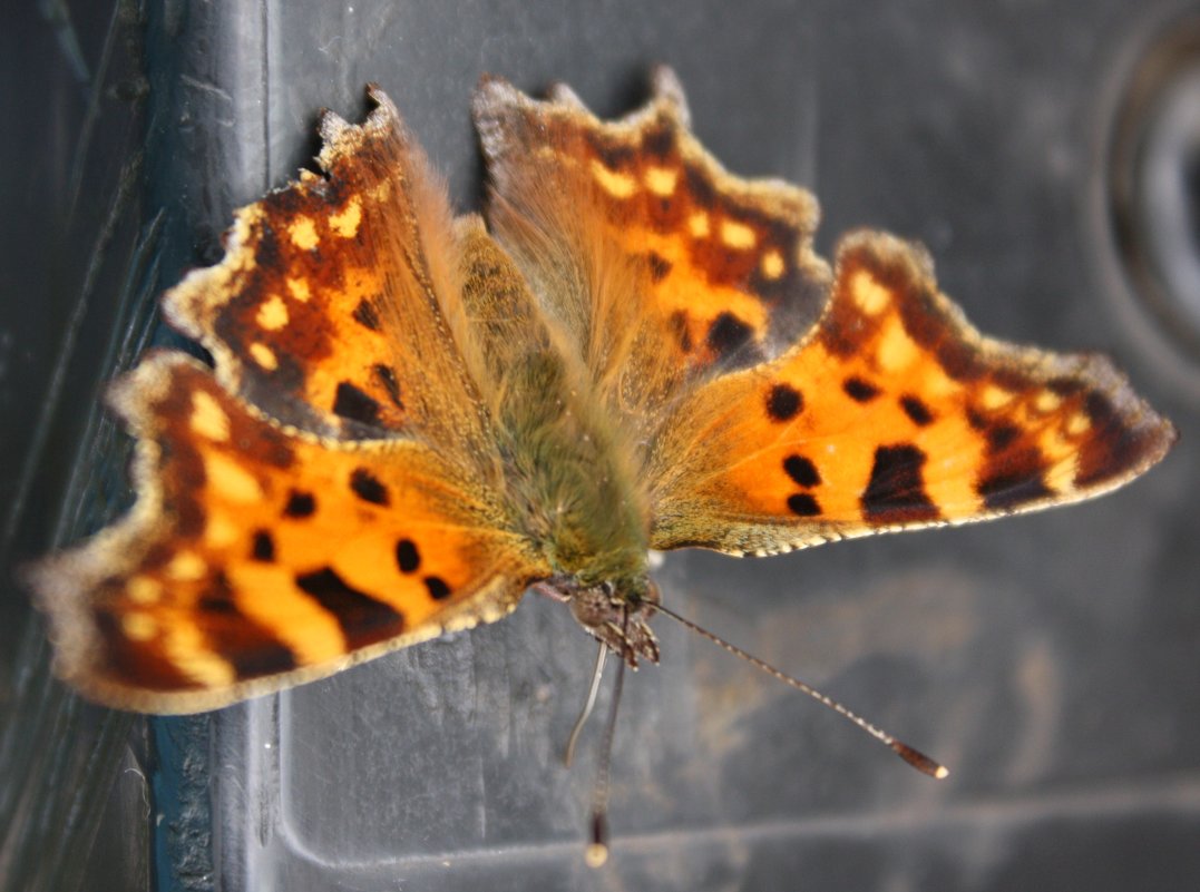 Углокрыльница С-белое - Антонина Углокрыльница С-белое - Антонина