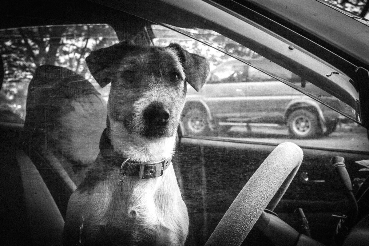 Заславский Павел. Жду. (Контакт с объектом съёмки, юмор) - Павел Заславский Заславский Павел. Жду. (Контакт с объектом съёмки, юмор) - Павел Заславский