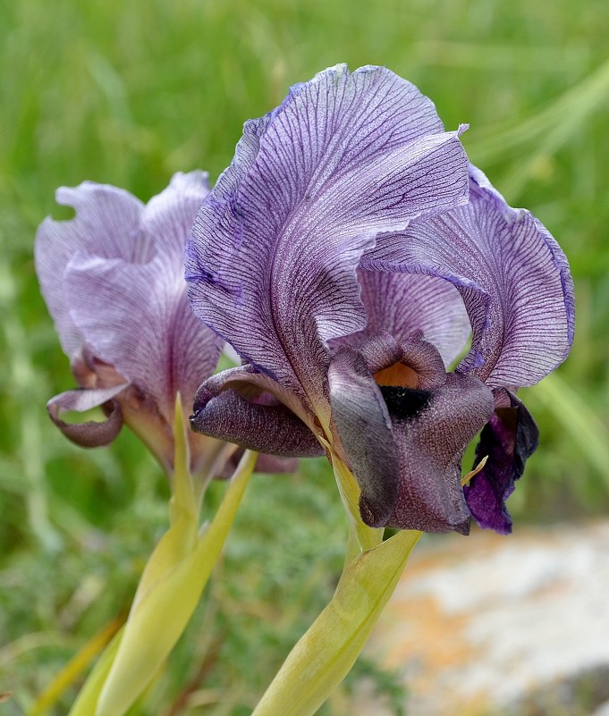 31.03.12 Ирис Гильбоа или (Iris haynei / אירוס הגלבוע - в честь исследователя Хайне). - Борис Ржевский 31.03.12 Ирис Гильбоа или (Iris haynei / אירוס הגלבוע - в честь исследователя Хайне). - Борис Ржевский