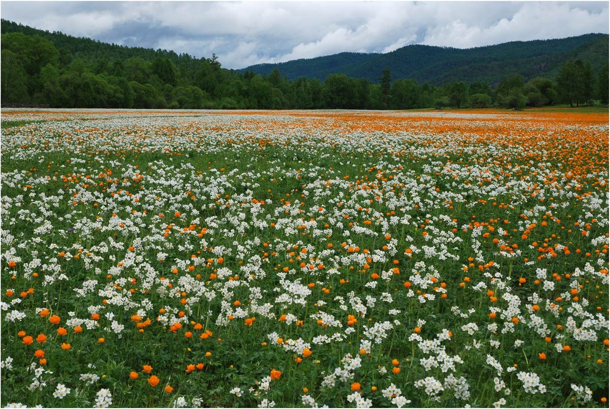 Цветочный ковёр - Владимир Тюменцев