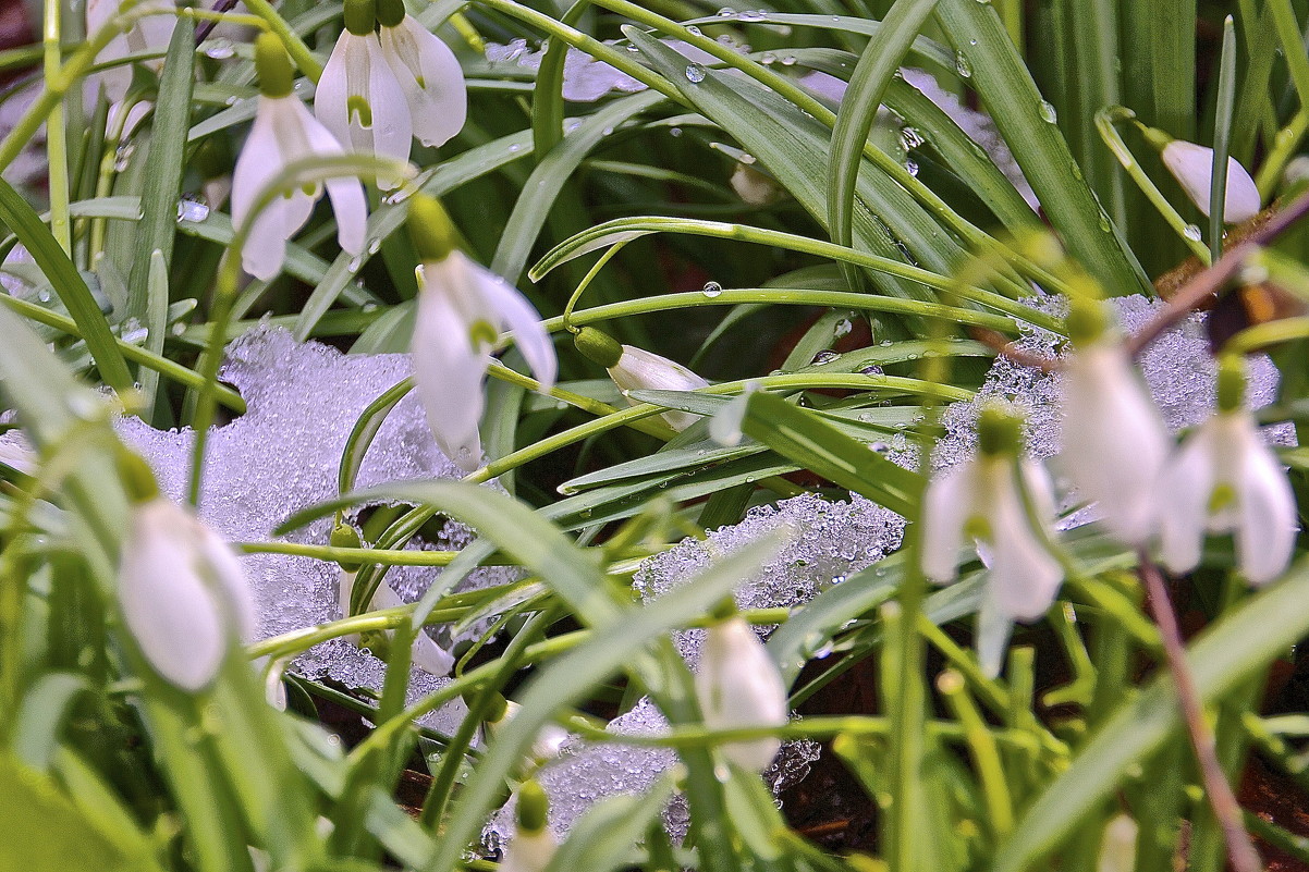 Последний снег - Евгений Леоненко Последний снег - Евгений Леоненко