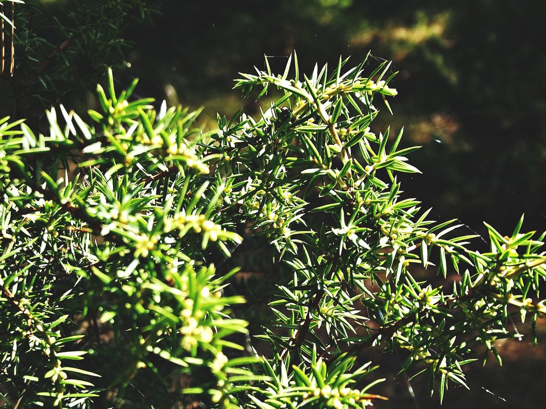 Можжевельник - Елизавета 