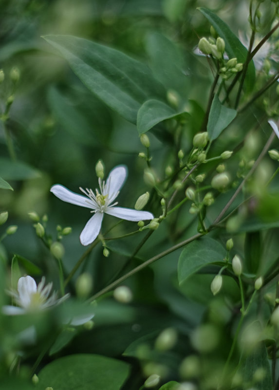 ... - Dmitry i Mary S