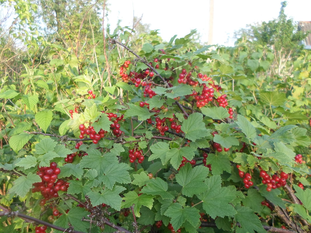 Красная смородина - BoxerMak Mak Красная смородина - BoxerMak Mak