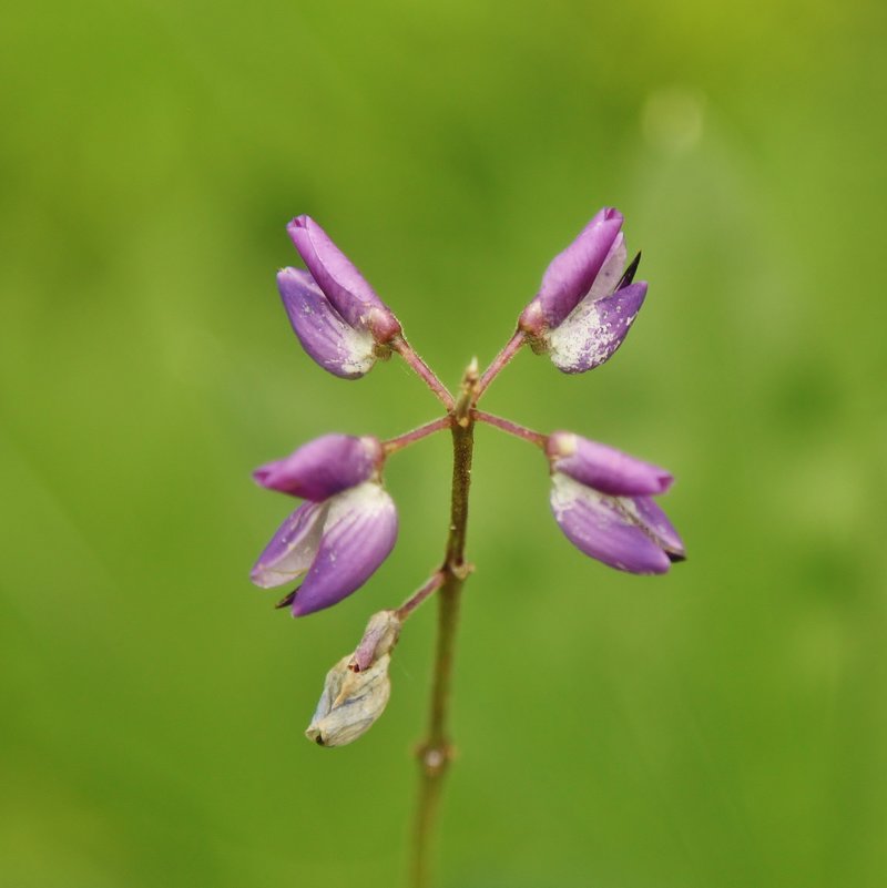 2990 - Аркадий Лаптенко