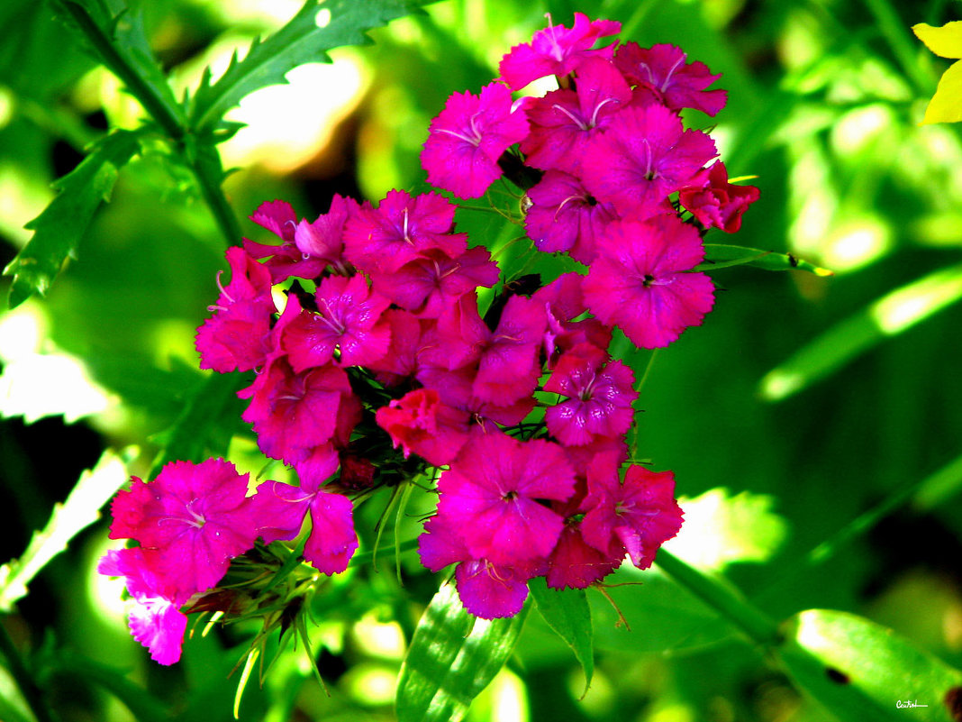 * * * - Юрий * * * - Юрий