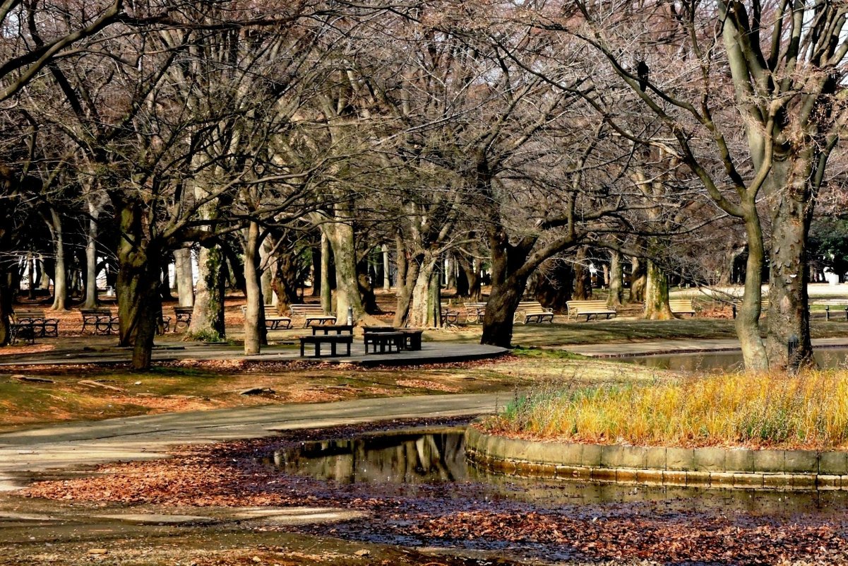 Токийский Парк Йойоги (Yoyogi Park) - Tatiana Belyatskaya