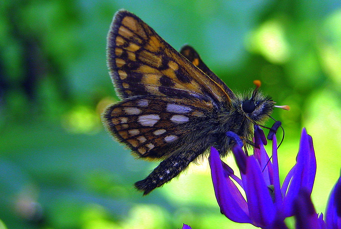 Бабочка. - оля san-alondra Бабочка. - оля san-alondra
