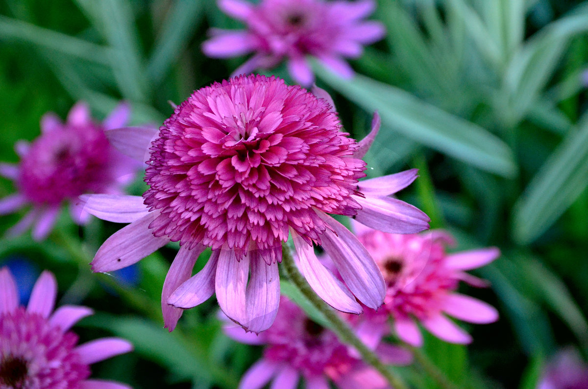 Июльские зарисовки... - Михаил Болдырев Июльские зарисовки... - Михаил Болдырев