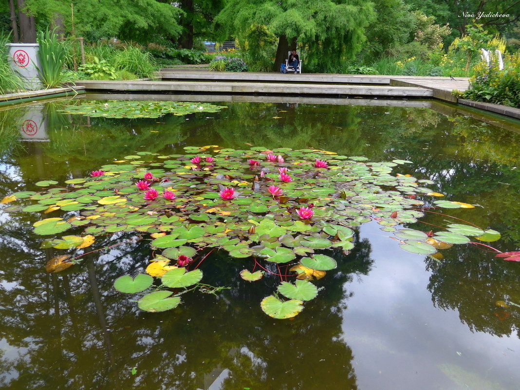 Hamburg. Planten un Blomen - Nina Yudicheva