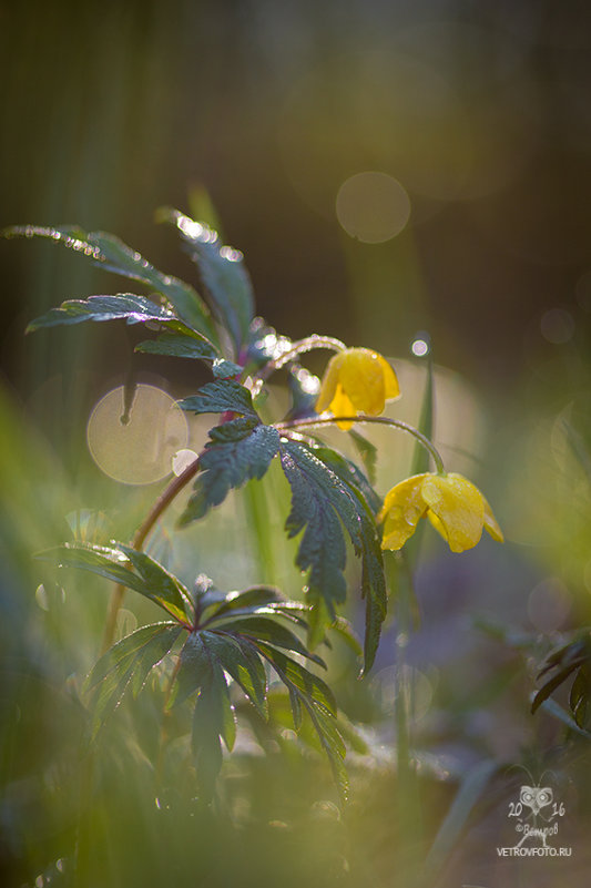 *** - Андрей Ветров