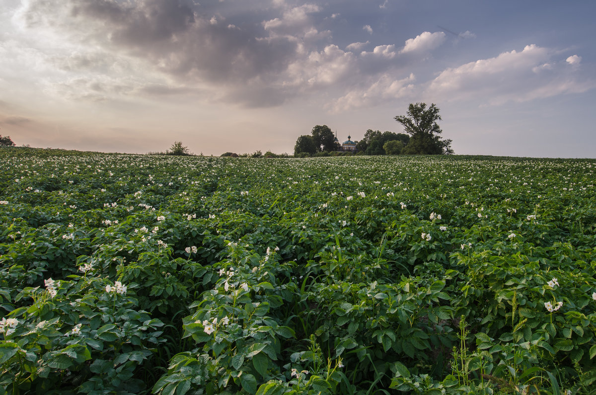 Картофельная история - Елена Решетникова Картофельная история - Елена Решетникова