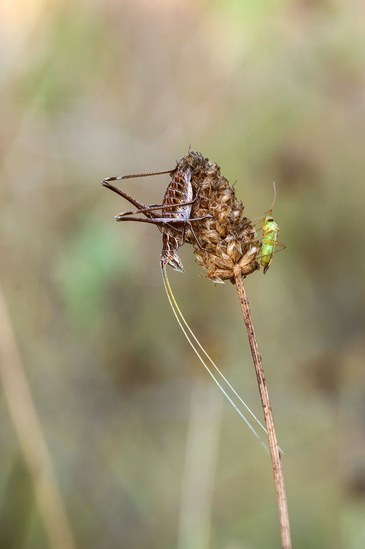 Таланты и поклонники (завистники?)! - Александр Земляной Таланты и поклонники (завистники?)! - Александр Земляной