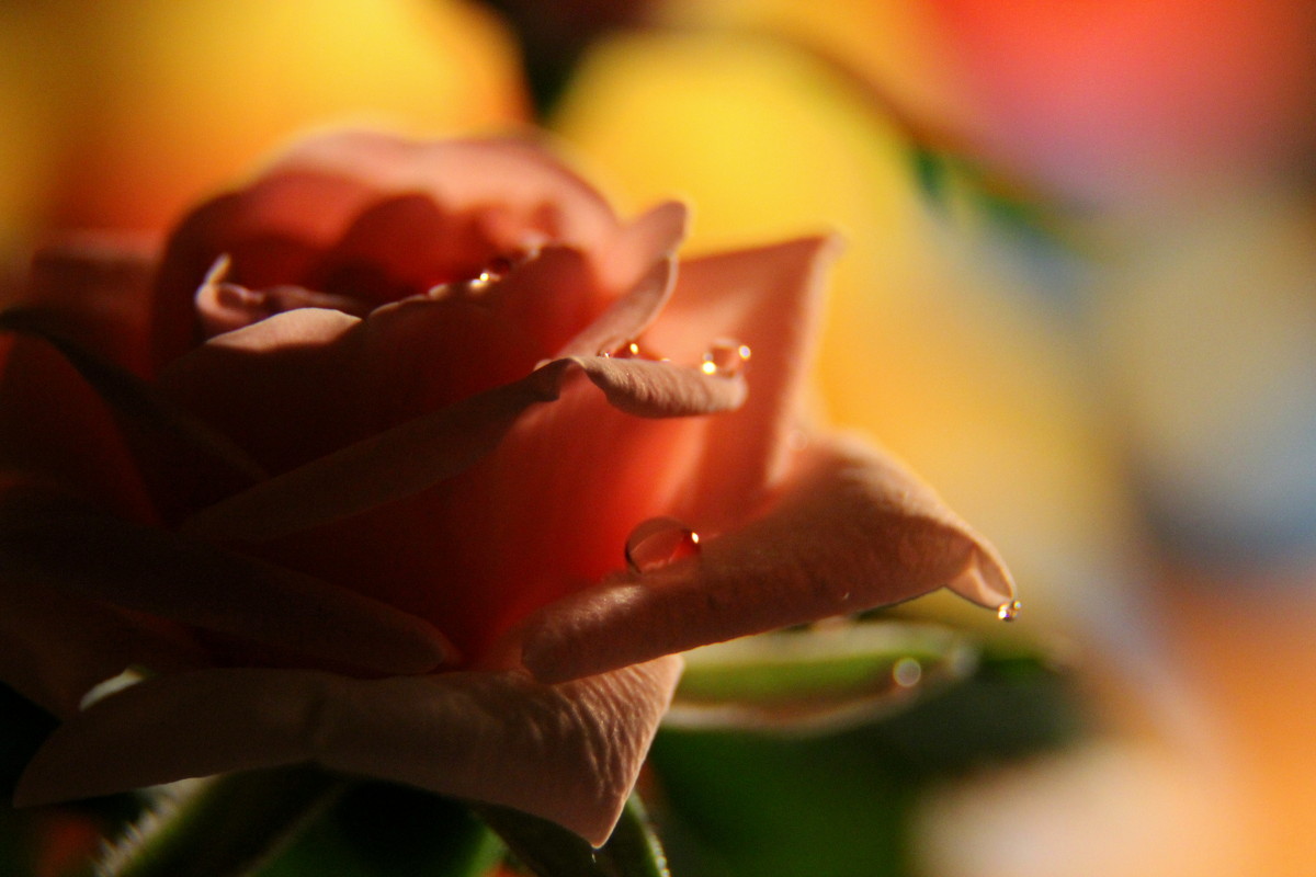 Сегодня у меня две радости: пришли макро-кольца и подарили живую розу =) - Ekaterina Nikolaeva