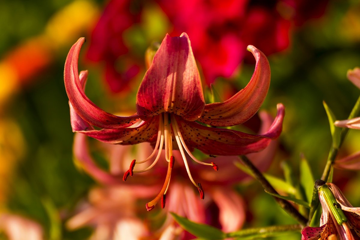 Цветочек - Александр 