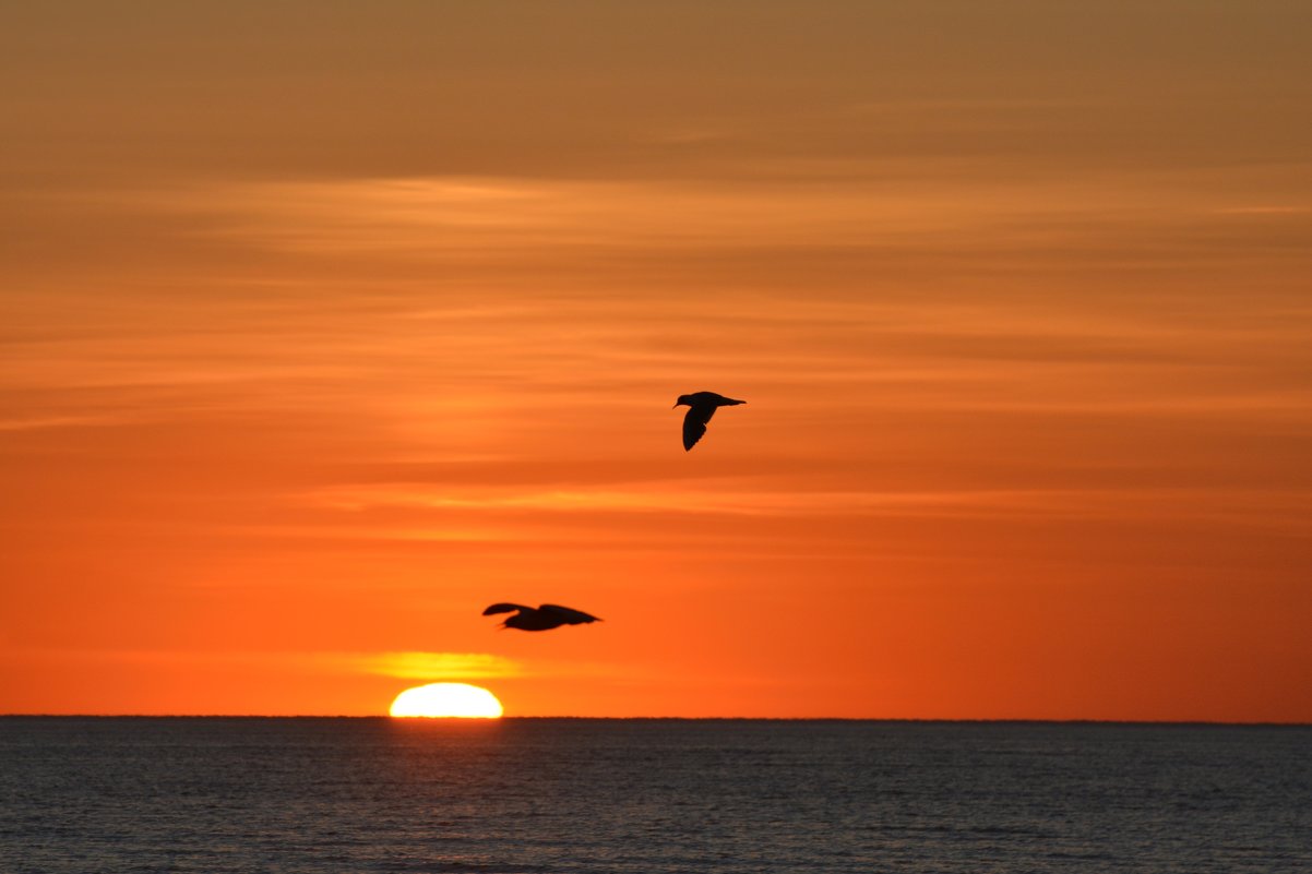 закат на море - linnud закат на море - linnud