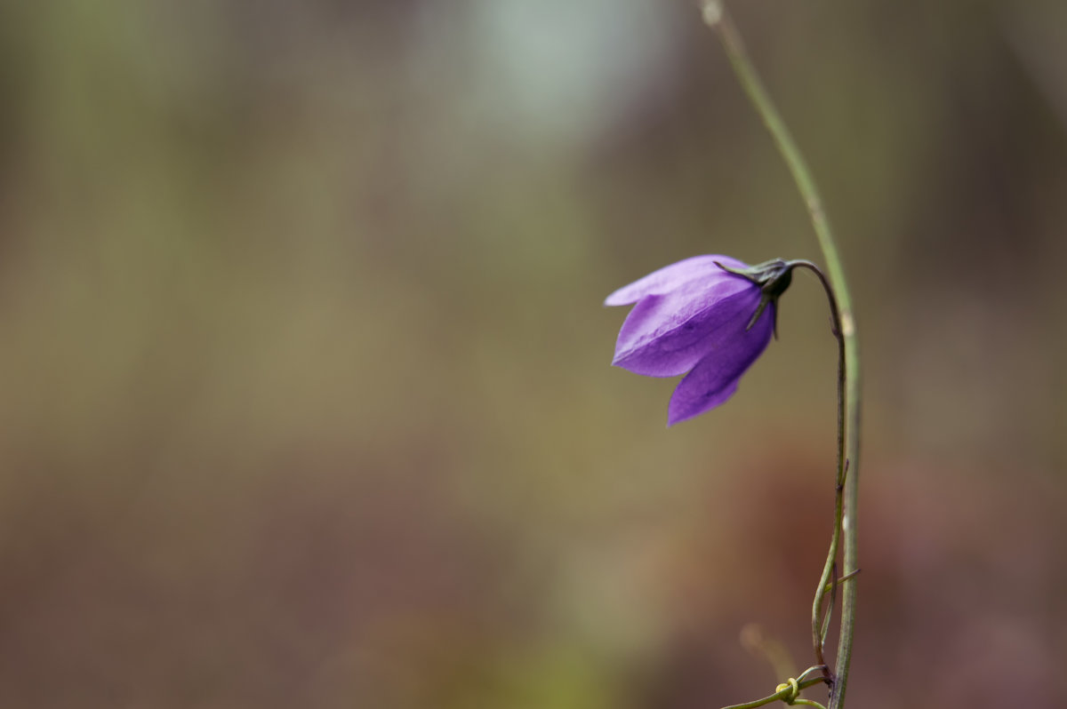 Campanula (колокольчик) - Павел Иванов