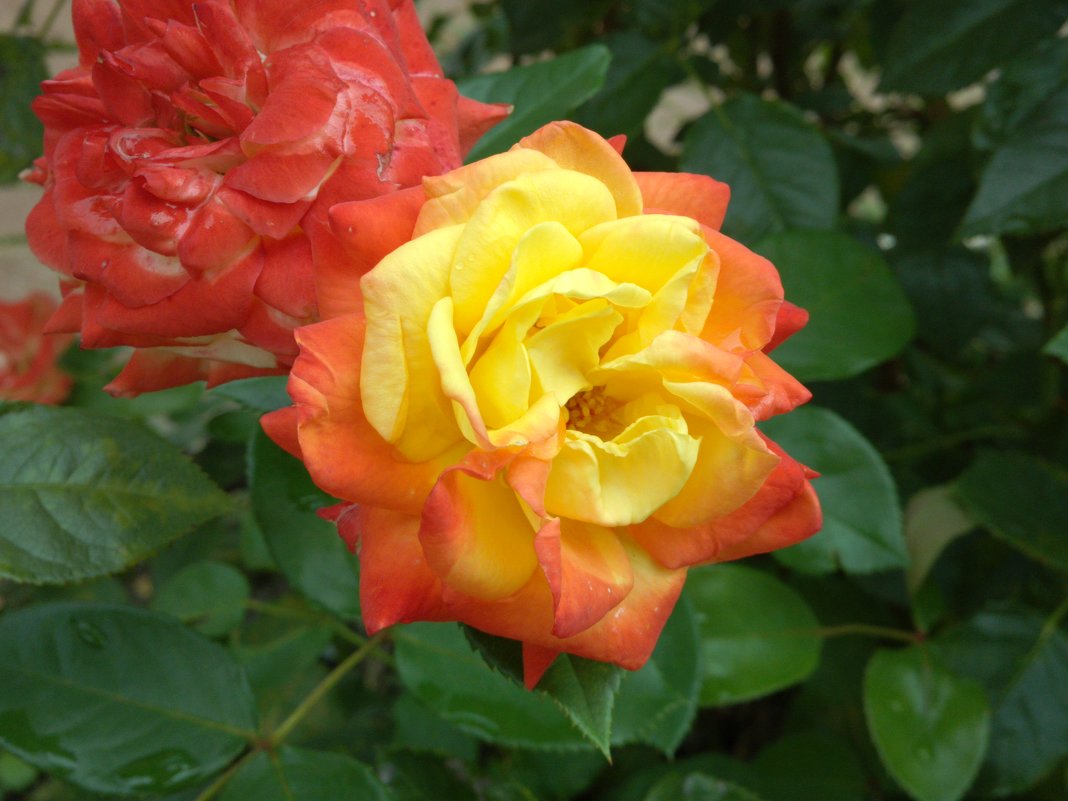 Розы - Сергей Тимоновский Розы - Сергей Тимоновский