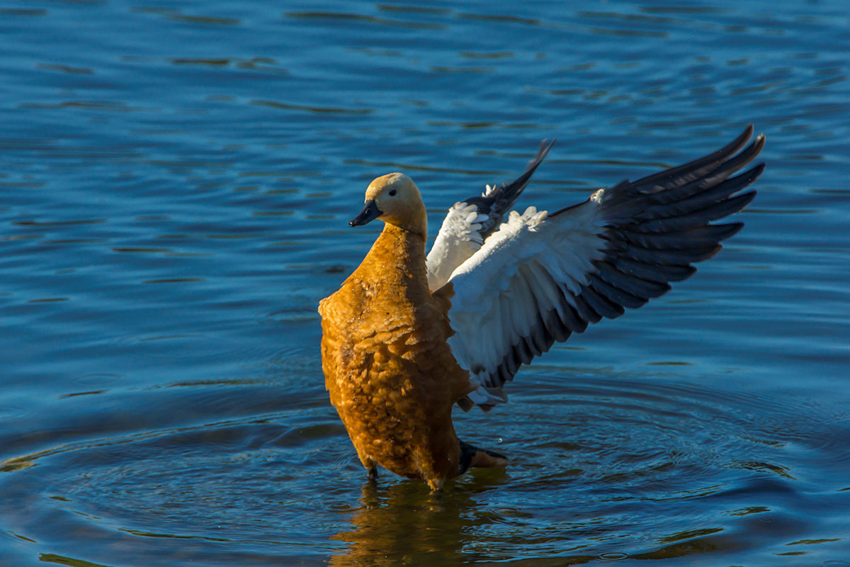 Эх, полечу! - Игорь Герман Эх, полечу! - Игорь Герман