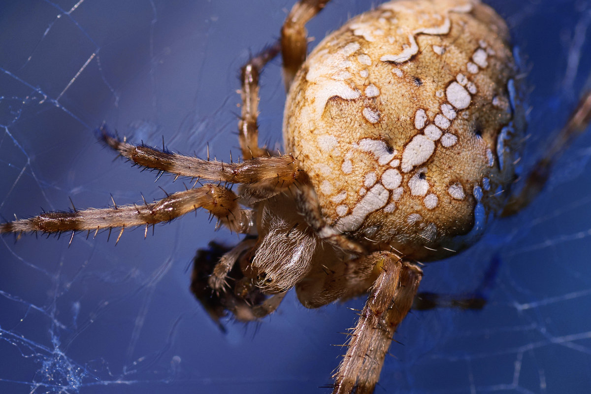 Araneus - Георгий Муравьев