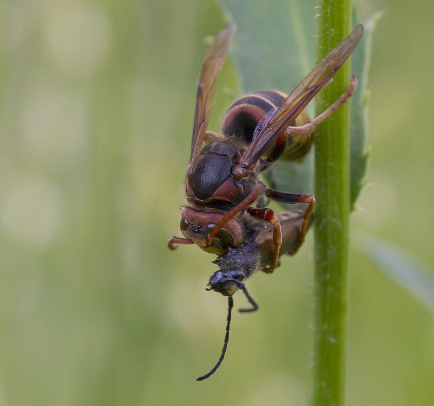 ... - civettina ... ... - civettina ...