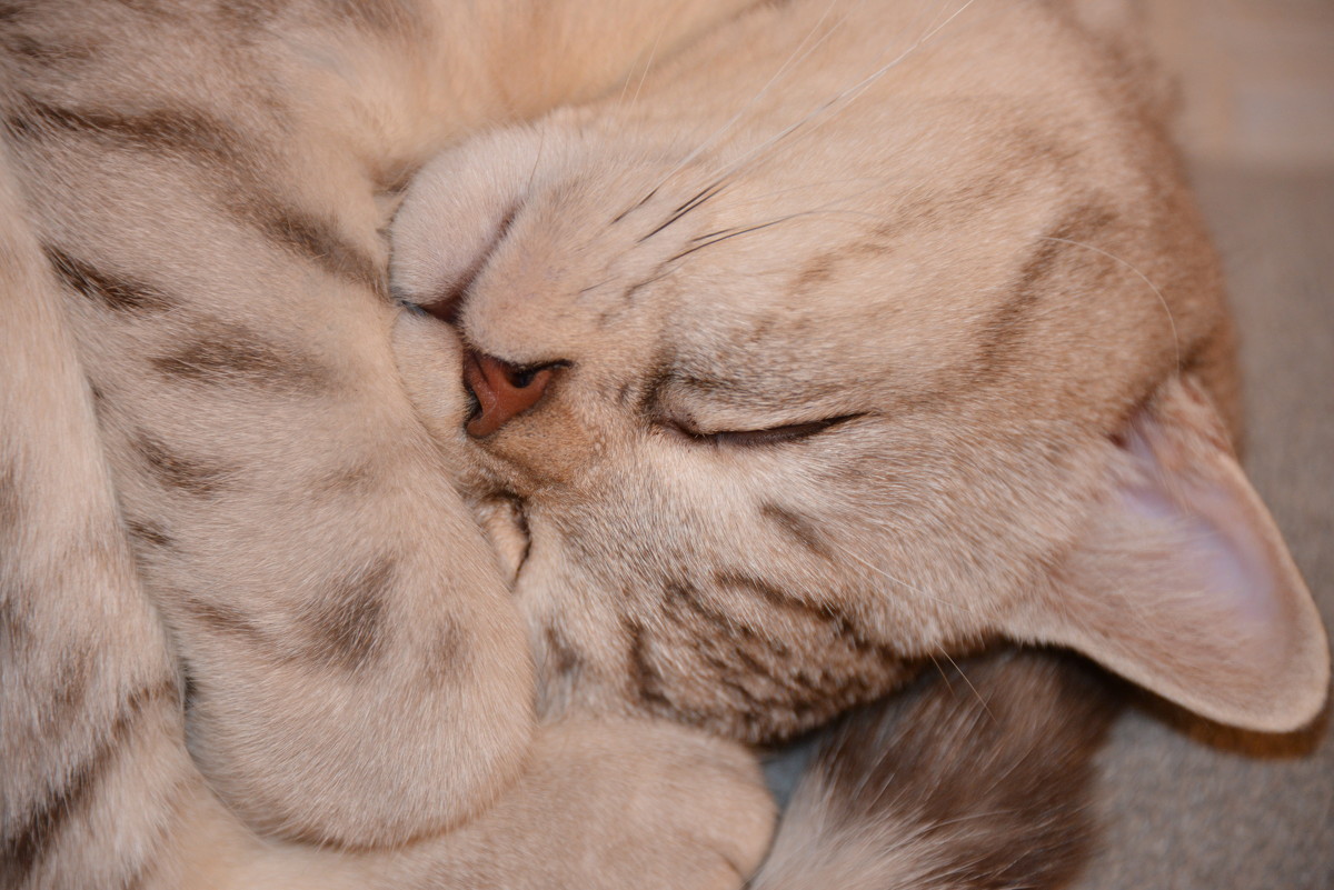 Сладкая засоня - Светлана Кулешова