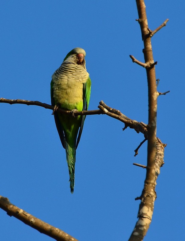 03.01.2013 Попугай-монах (Myiopsitta monachus) - Борис Ржевский