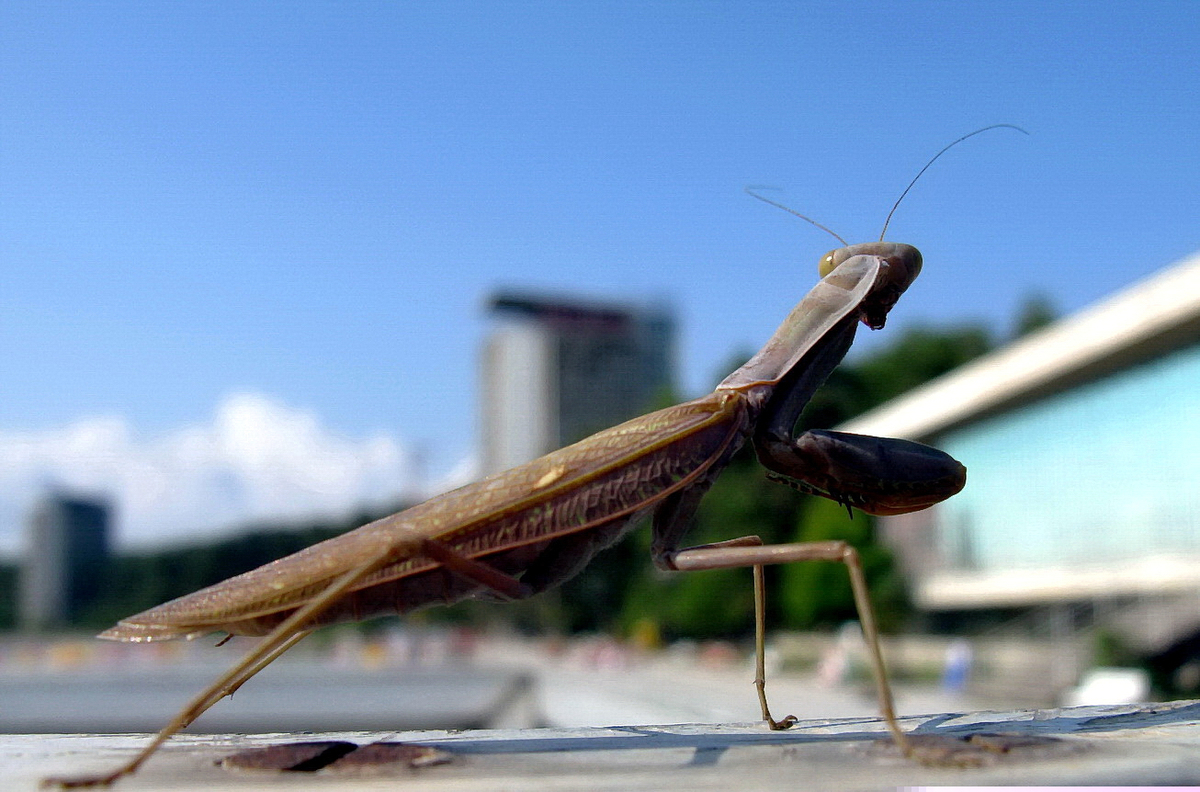 Смотрящий за Пицундой. - Владимир Харченко Смотрящий за Пицундой. - Владимир Харченко