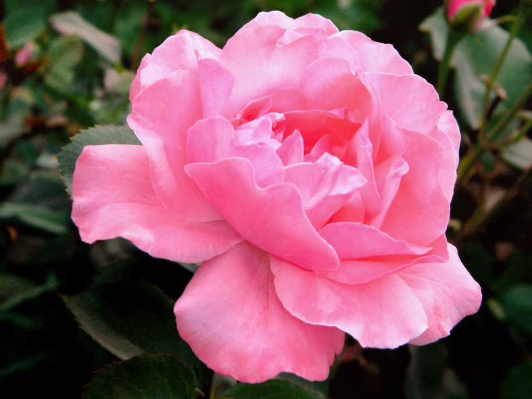 Розовая нежность - Вячеслав Платонов