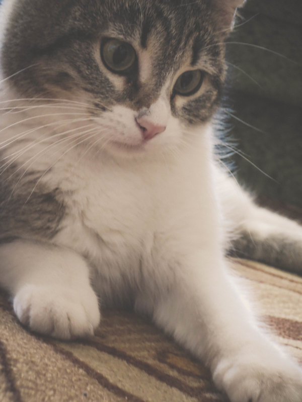 кошка - Александра Тетерина