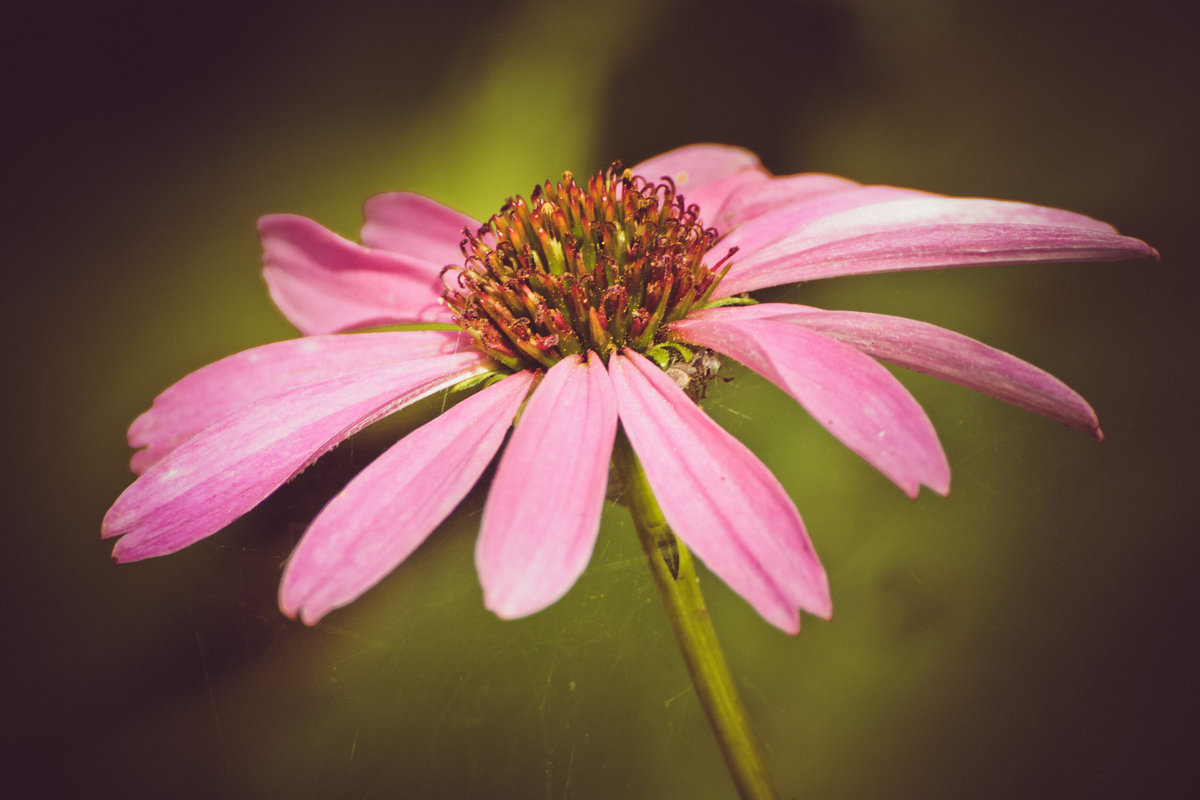 **** - Александр Шевченко **** - Александр Шевченко