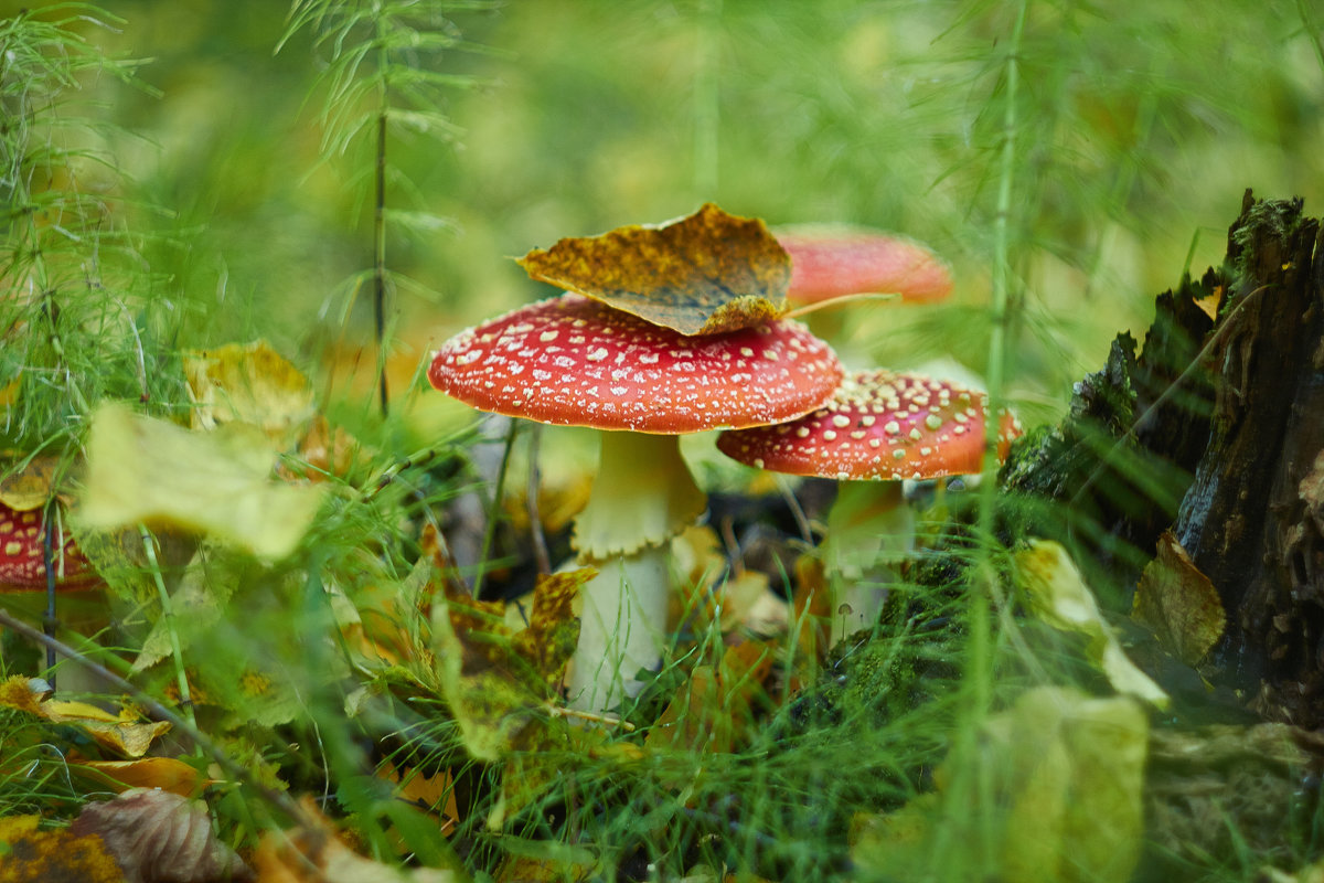 мухоморчики - Седа Ковтун
